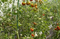 Tomate Cerise Rouge D Lice Du Jardinier Association Kokopelli