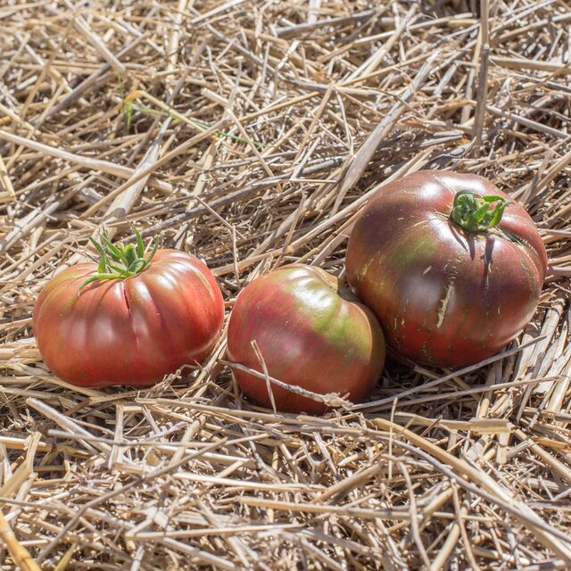 Tomate Bigarrée Dark Queen Association Kokopelli