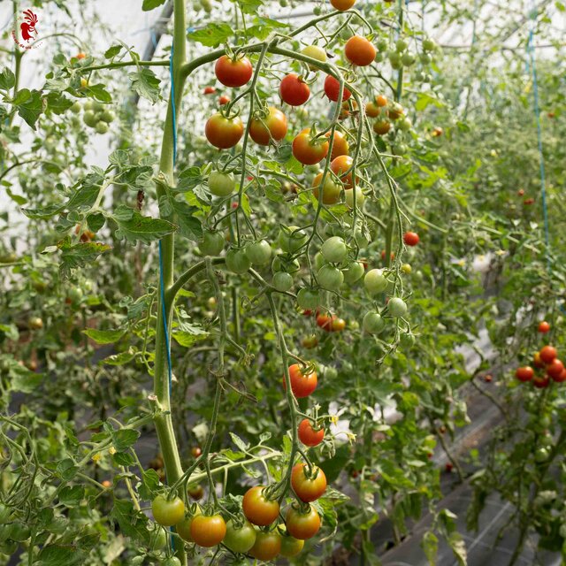 Tomate Cerise Rouge Délice du Jardinier Association Kokopelli