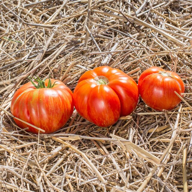 Tomate Bigarr E Solar Flare Association Kokopelli