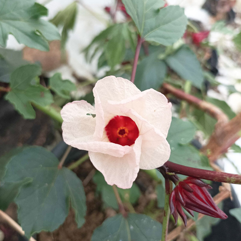 Hibiscus Oseille De Guin E