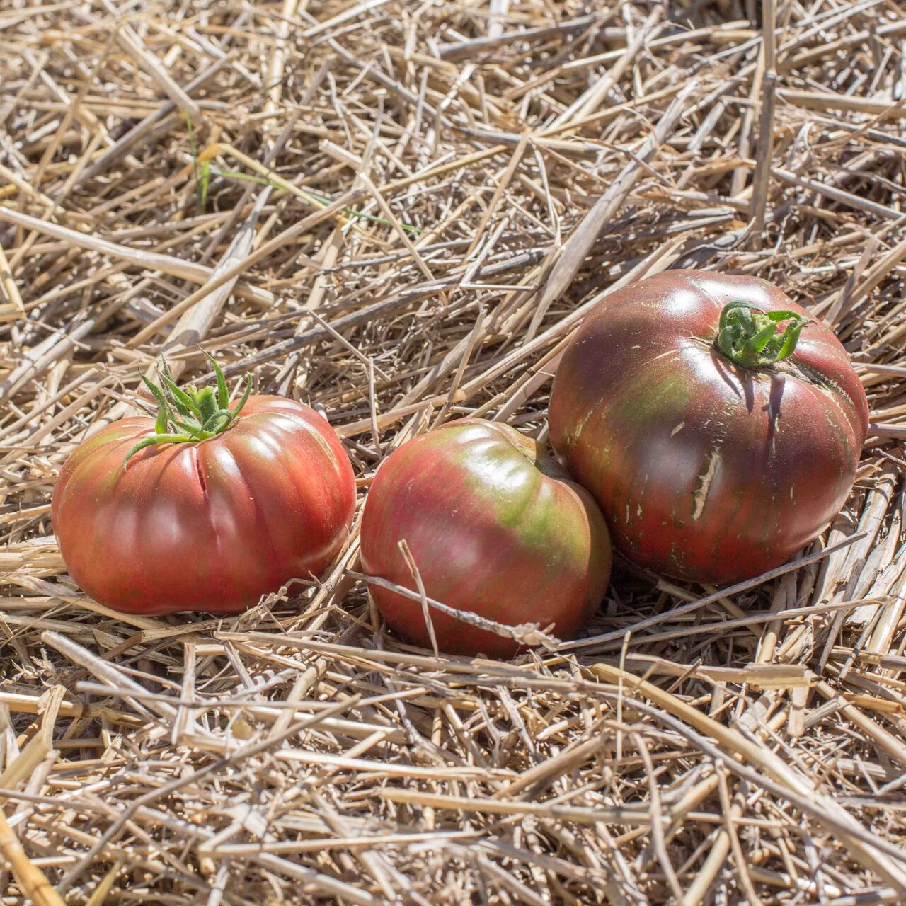 Tomate Bigarr E Dark Queen Association Kokopelli