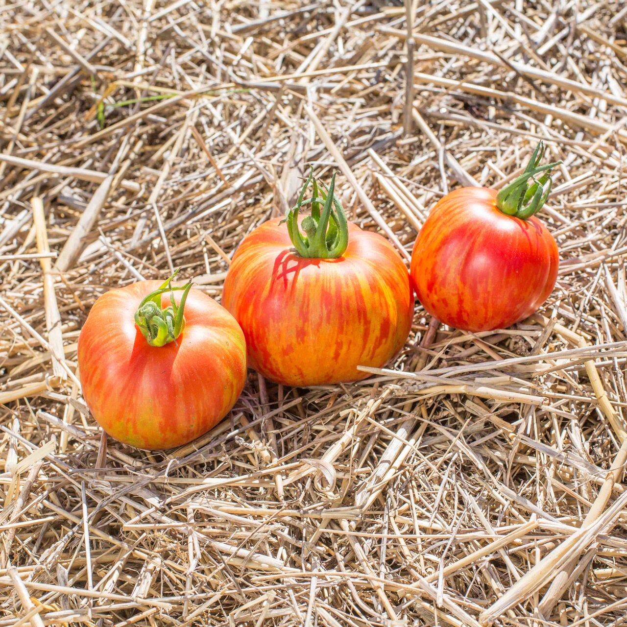 Tomate Bigarr E Red Furry Boar Association Kokopelli