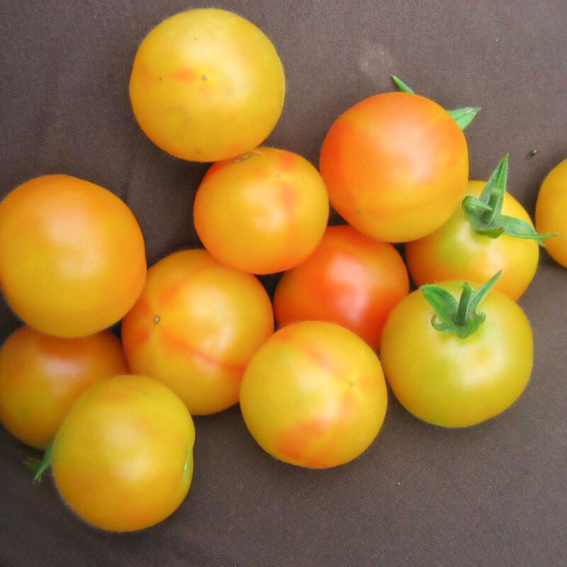 Tomate Cerise Bigarrée Marizol Gold Cherry Association Kokopelli