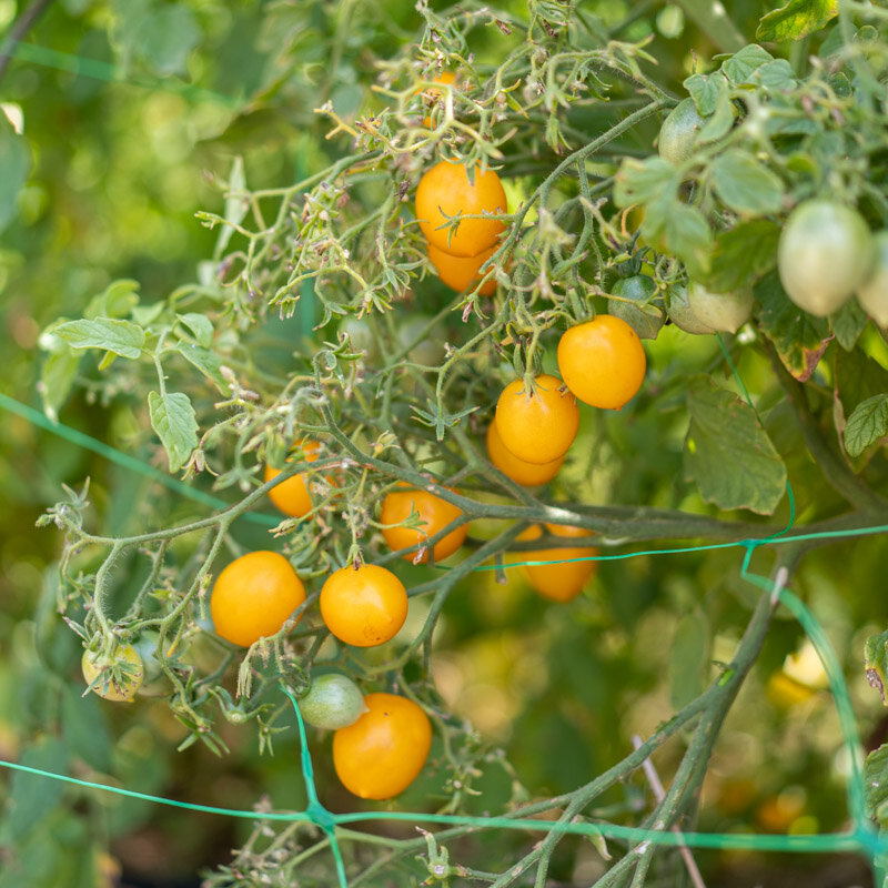 Tomate Cerise Jaune Yellow Centiflor