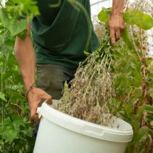 extraction des graines de laitue