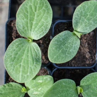 Jeunes plantules de courgettes