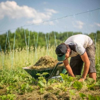 Paillage, culture avec de l'herbe de tonte