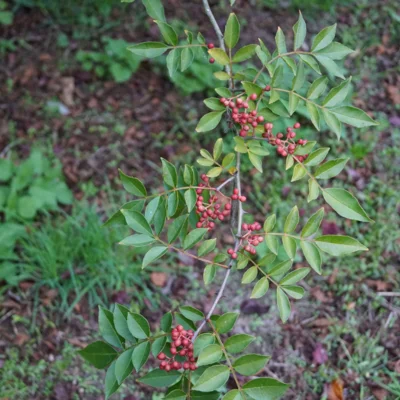 Poivrier du Sichuan 2 plants bio