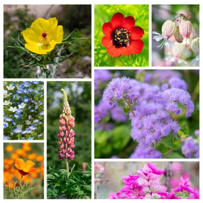 Fleurs Pour Les Balcons