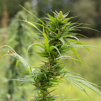 Cannabis Carmagnola 3 plants bio