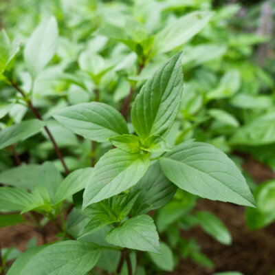 Basilic Thaïlandais à Tiges Rouges