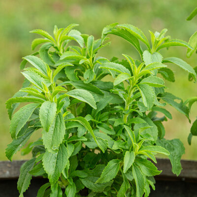 Stevia Plante à Sucre