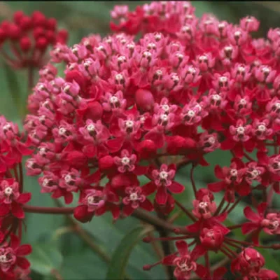 Asclepias Asclépiade Rouge