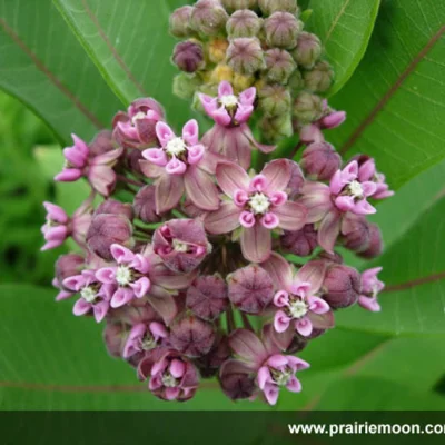 Asclepias syriaca