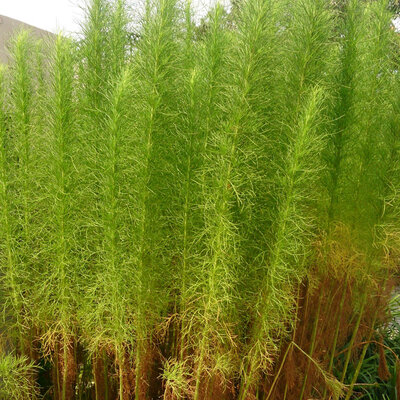 Artemisia Armoise à Balais