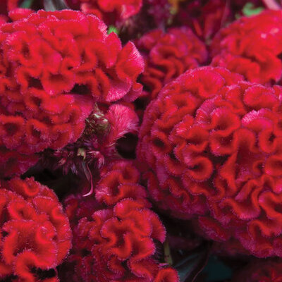Celosia Red Flame