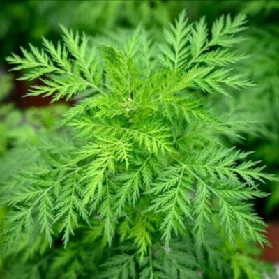 Artemisia Armoise Japonaise