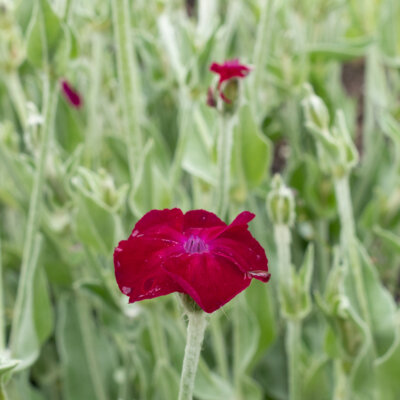 Silène Coquelourde des jardins