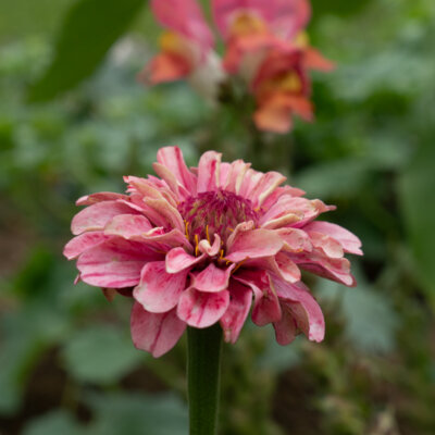 Zinnia Berry Basket