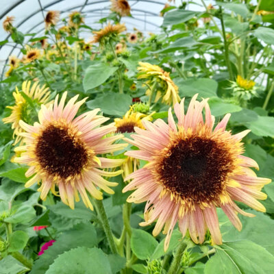 Tournesol à Fleurs Astra Rose