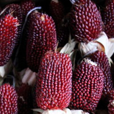 Maïs à Éclater Rouge Red Strawberry