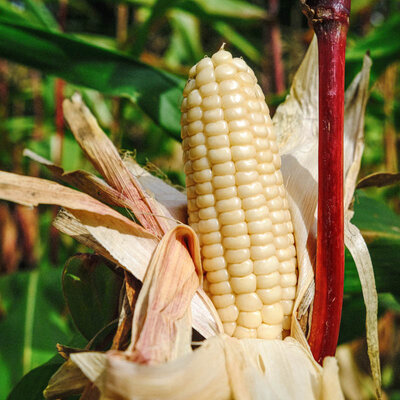 Maïs à Farine Blanc Blanc d’Astarac