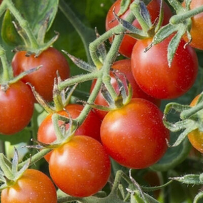 Tomates-Cerises - Koralik