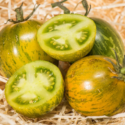 Tomate Verte Mi-Saison Greener Zebra