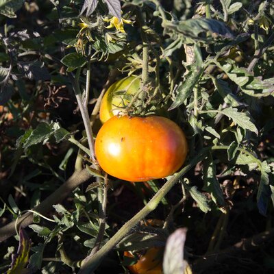 Tomate Bigarrée Mi-Saison Petit Ananas
