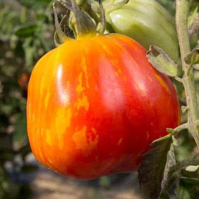 Tomate Bigarrée Mi-Saison New Shirmer Stook