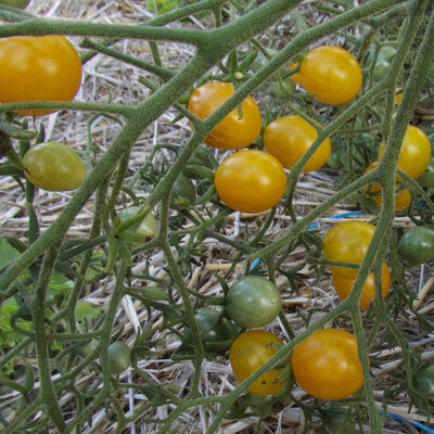 Tomate-Cerise Orange Mi-Saison Orange Grape Tress