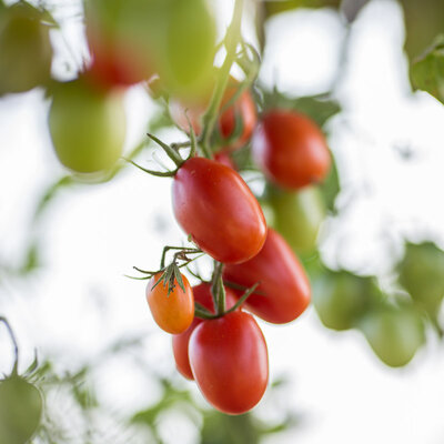 Tomate-Cerise Rouge Mi-Saison Santa Rainier