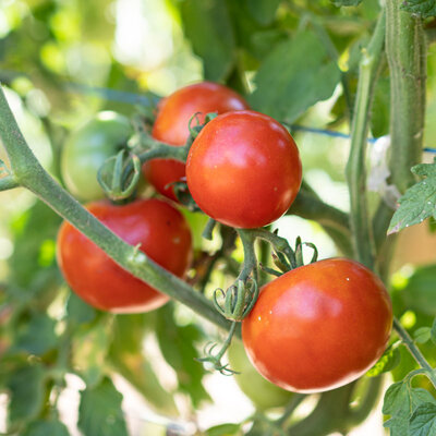 Tomate Rouge Mi-Saison Gloire de Malines