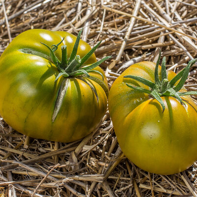 Tomate Verte Mi-Saison Cherokee Green