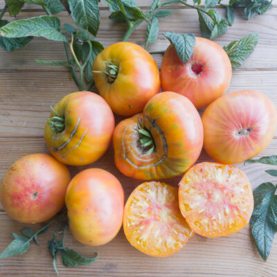 Tomate Bigarrée Tardive Ananas à Feuilles de Pomme de Terre