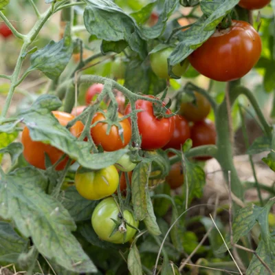 Tomate Rouge Précoce Legend