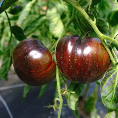 Tomate Bigarrée Mi-Saison Marsha’s Starfighter Beefsteak