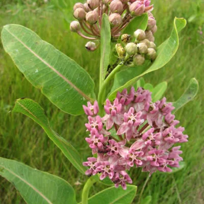 Asclepias Asclepiade de Sullivant