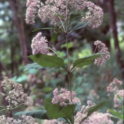 Eupatorium purpureum