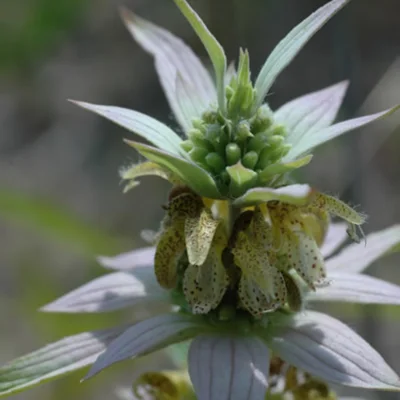 Monarda punctata