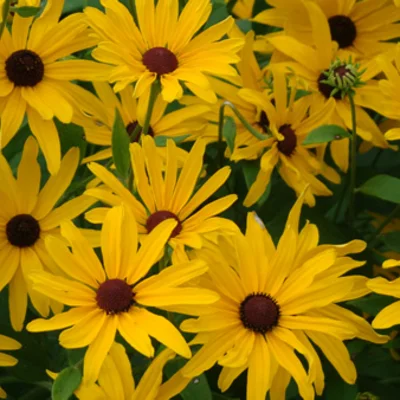 Rudbeckia Échinacée Douce