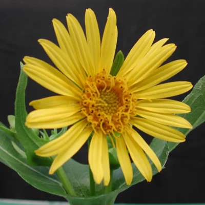 Silphium perfoliatum