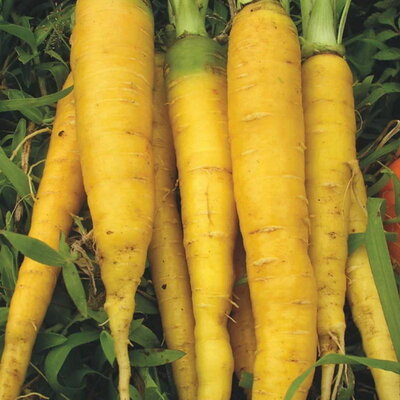 Comment planter les carottes : semis, association, variétés