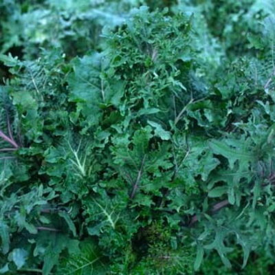 Chou Frisé / Kale Sibérien Wild Garden Kale Mix