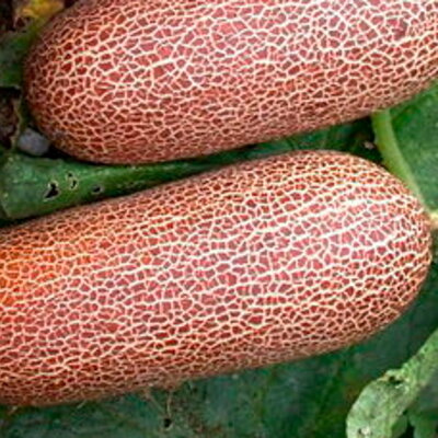 Concombre Poona Kheera
