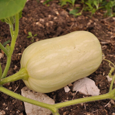 Courge Moschata Butternut Ponca