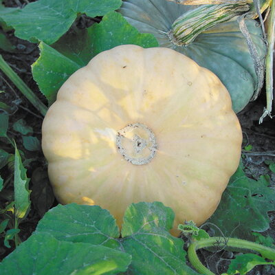 Courge Moschata Tan Cheese