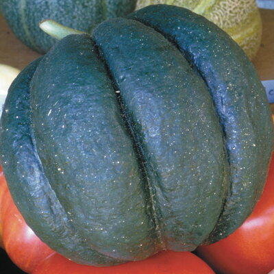 Melon Noir des Carmes