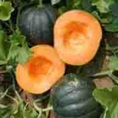 Melon Cantaloup Obus